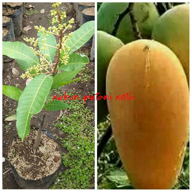 Bibit mangga chokanan asli