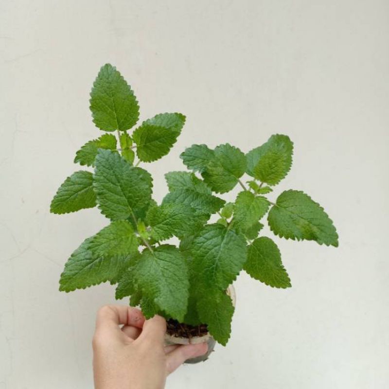 PROMO!!! TANAMAN DAUN MINT