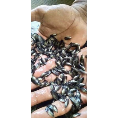 paketan 500ekor gurame nguaci soang