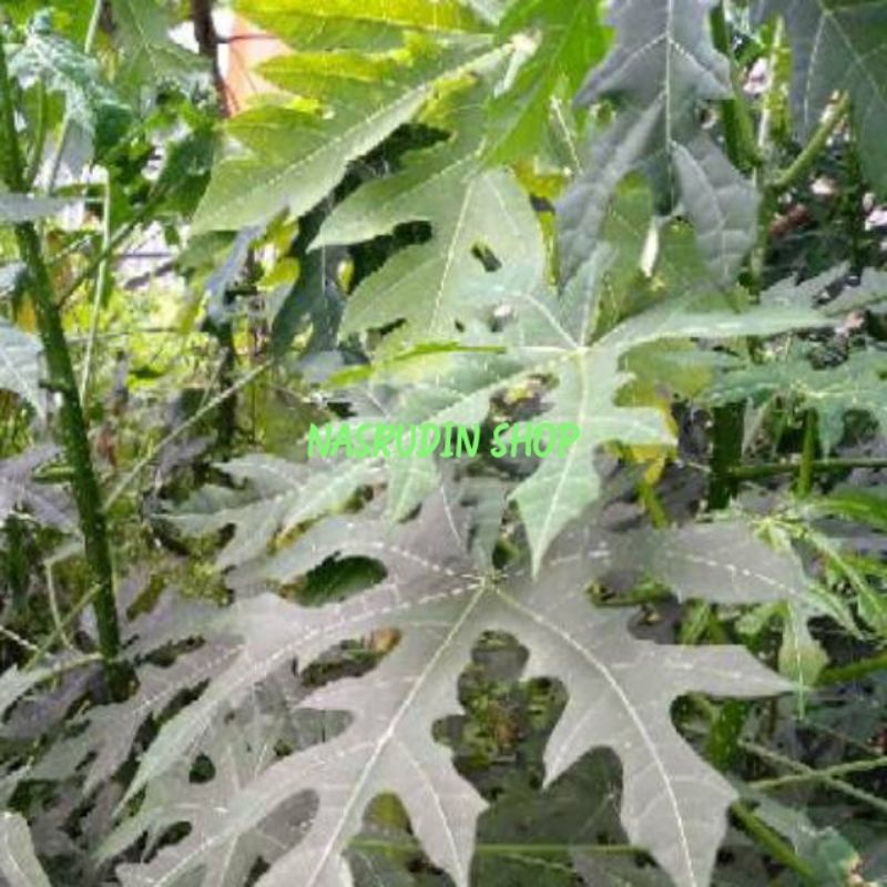 

[Fresh] DAUN PEPAYA JEPANG 1KG DAUN GEDI SEGAR MURAH LANGSUNG PETIK