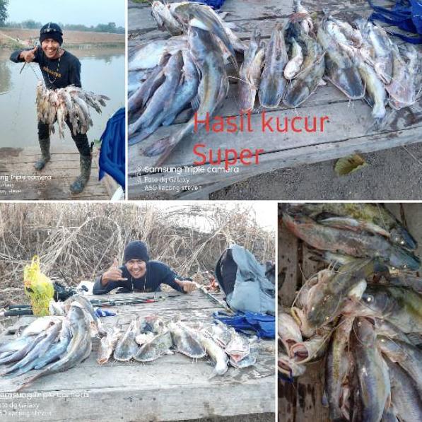 YER.19Au22в ‑ Kucur kacong Steven