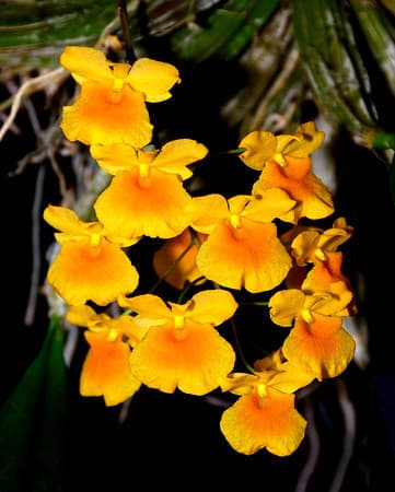Anggrek Dendrobium Agregatum