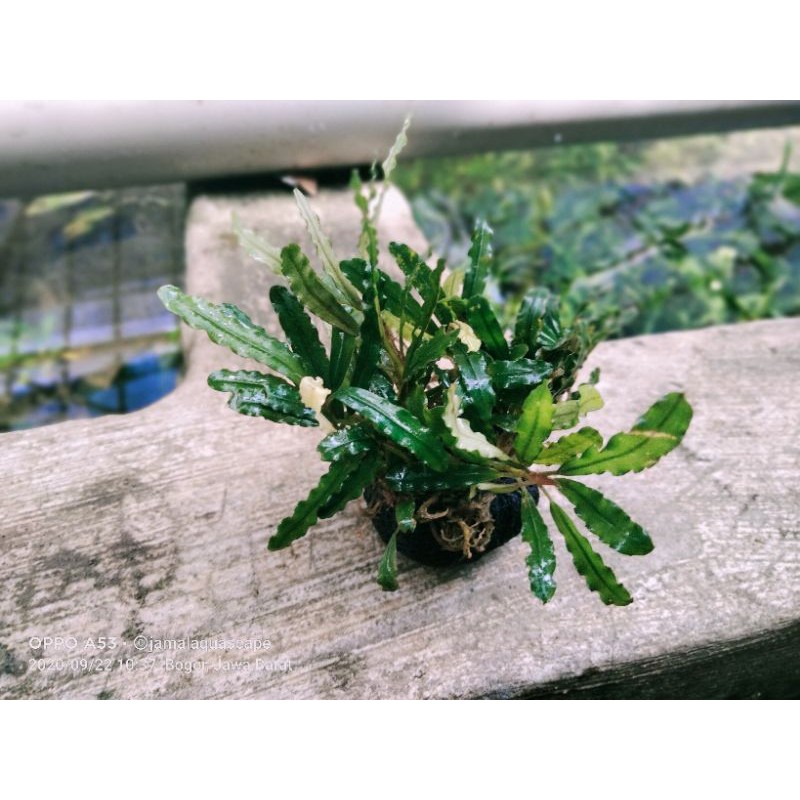 bucephalandra wabikusa
