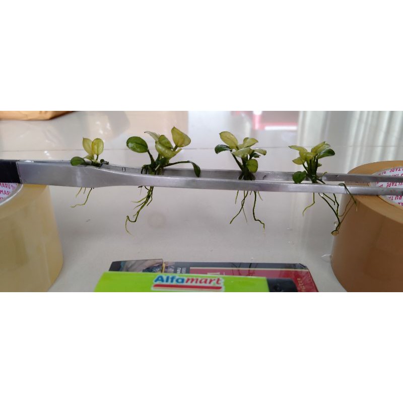 anubias white panda kode D