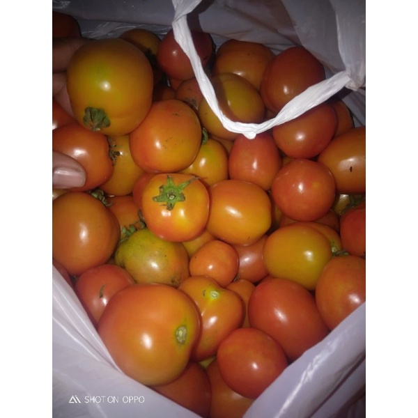 

tomat/tomato 1 kg