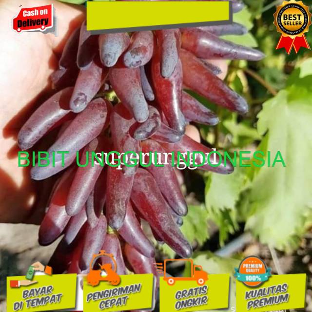 Bibit tanaman buah anggur import jenis jari jari