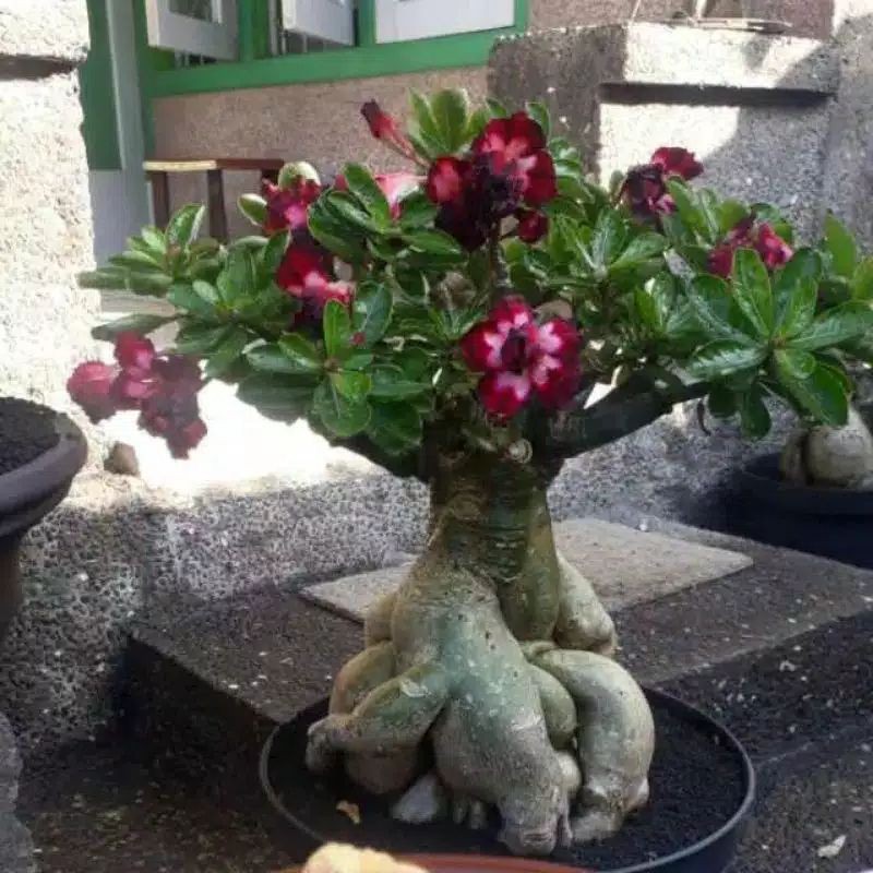 Kamboja Jepang Jumbo.. / Adenium Stek Tumpuk Siza A