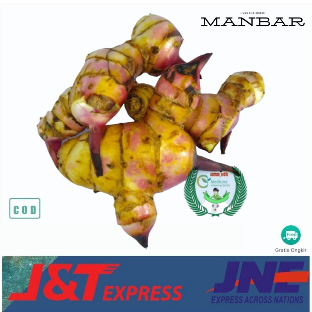 

terabaru MANBAR - umbi ganyong umbi ganyo umbi gayol 500 gram segar