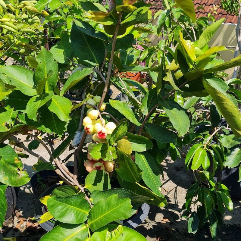 bibit buah jambu air red taiwan merah super