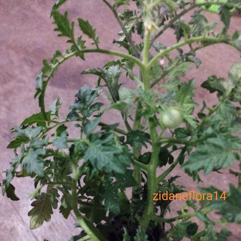 Tanaman Tomat, Tomat Cherry, Pohon Tomat, Bibit Tomat Cherry, Benih Tomat Cherry