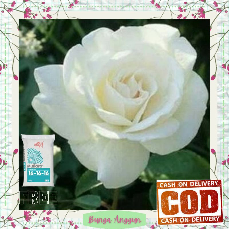 Tanaman Bibit Bunga Kembang Mawar Putih Hias Hidup Asli Dekorasi Hiasan Taman Bergaransi
