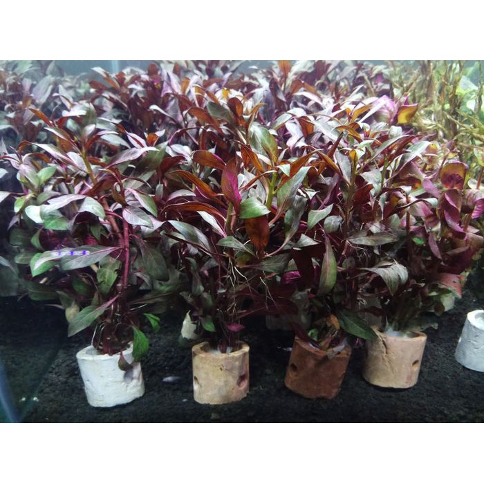 Harga Promo Althenathera Reineckii di Pot Stem Plant Harga Promo Althenathera Reineckii di Pot Stem Plant