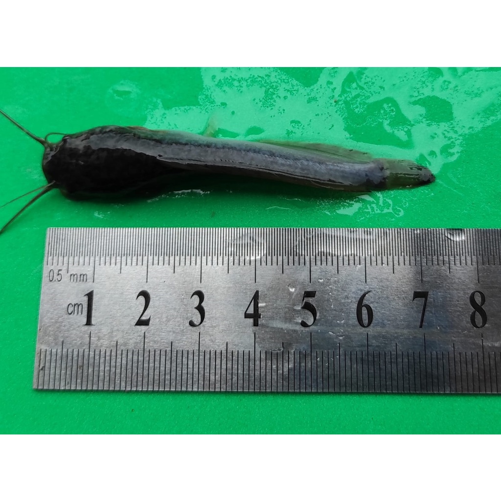 bibit/benih lele sangkuriang uk 6-7 cm
