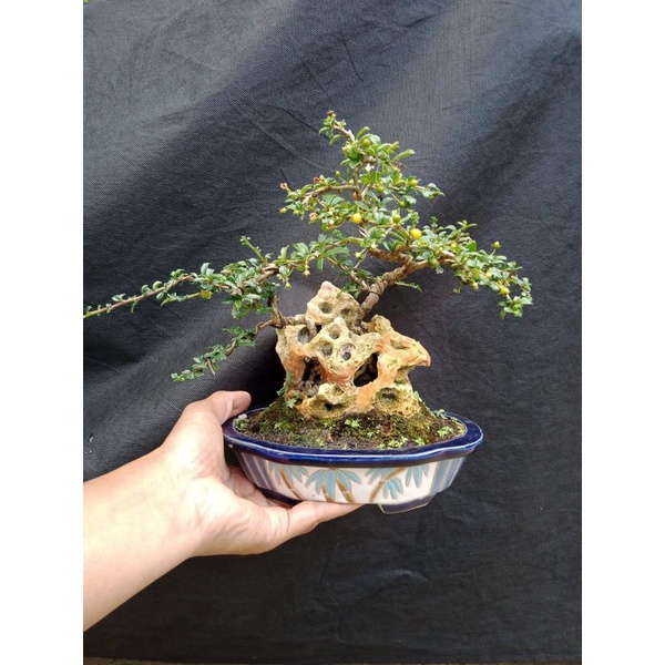 Jual Bonsai Jadi Hokiantea Buah Hokianti Buah Siap Pajang Dikirim