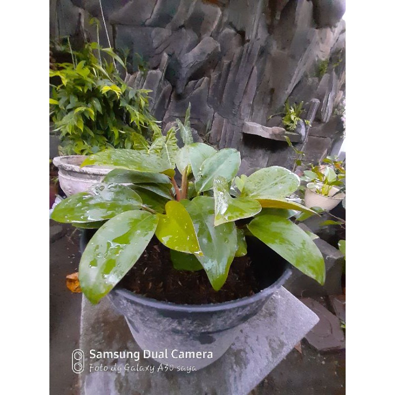 philo congo rimbun 3 pohon realpict