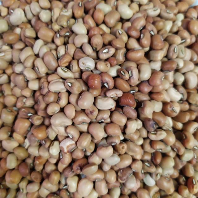 

Kacang Tolo 250 gr