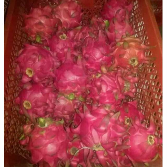 

BUAH NAGA