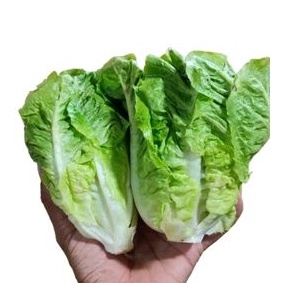 

Lettuce Romaine / Bayam Jepang Horenzo / Bayam Brazil 250gr