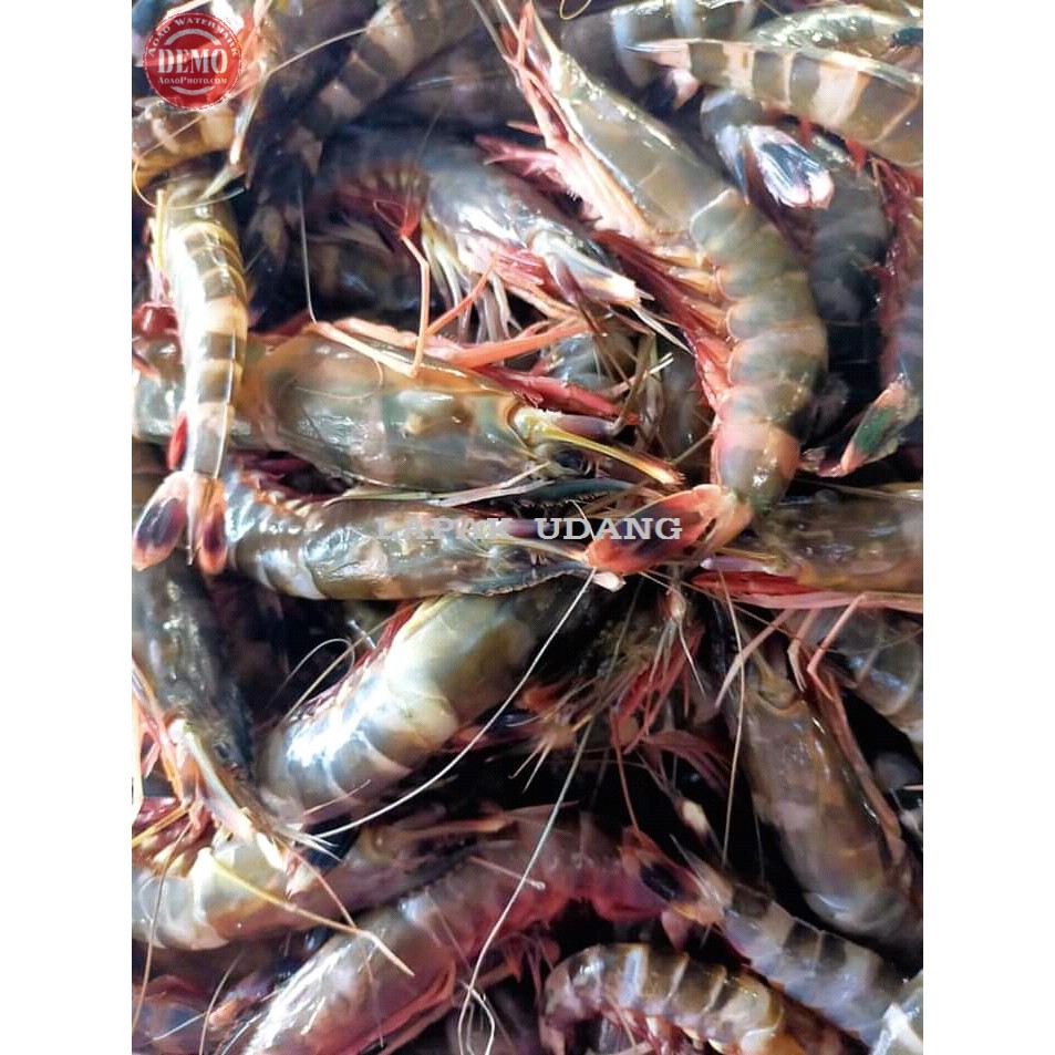 

Udang Segar Windu Laut Segar Fresh Bergaransi 1Kg