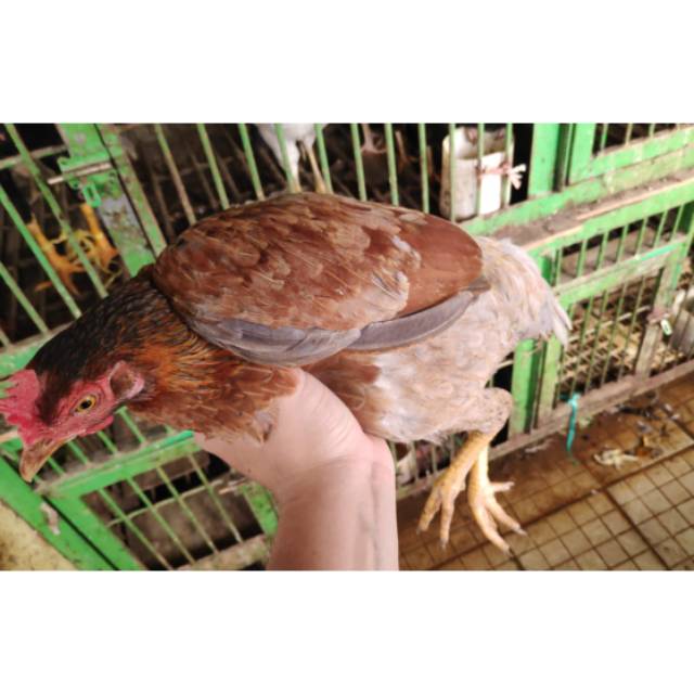 

AYAM KAMPUNG ASLI UK 1,5-2KG