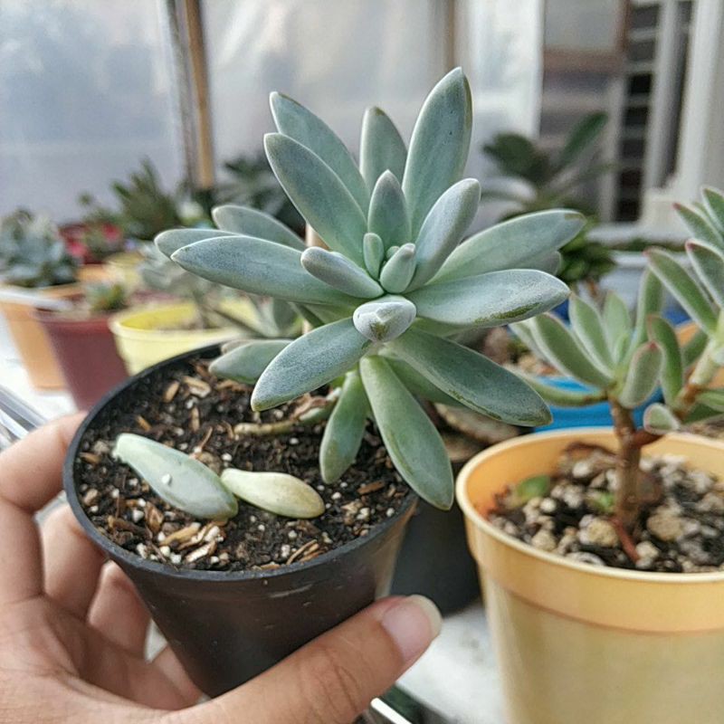 Tanaman Sukulen Graptosedum Francesco Baldi Sukulen Murah Bunga Sukulan