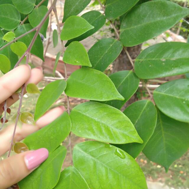 

Daun belimbing segar