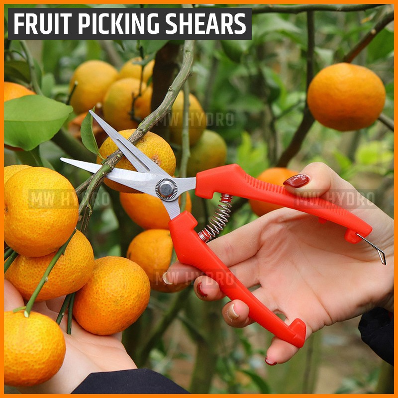 Gunting Buah, Bunga, Daun, Bonsai - Fruit Picking, Thinning Shears - M