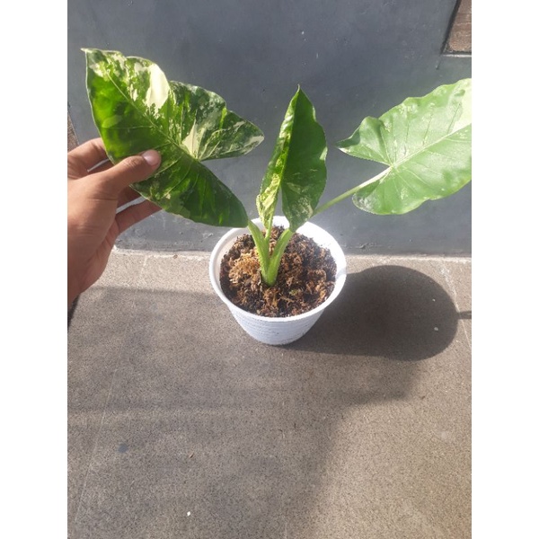 Caladium varigata(senthe var)