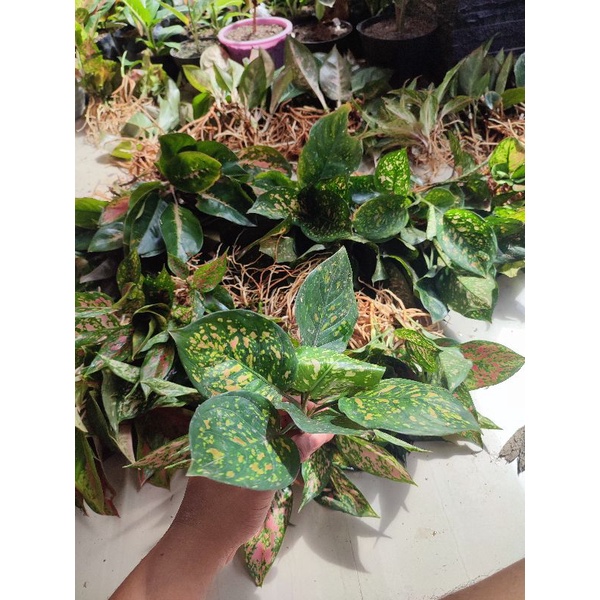 Aglonema Ruby ciangmay