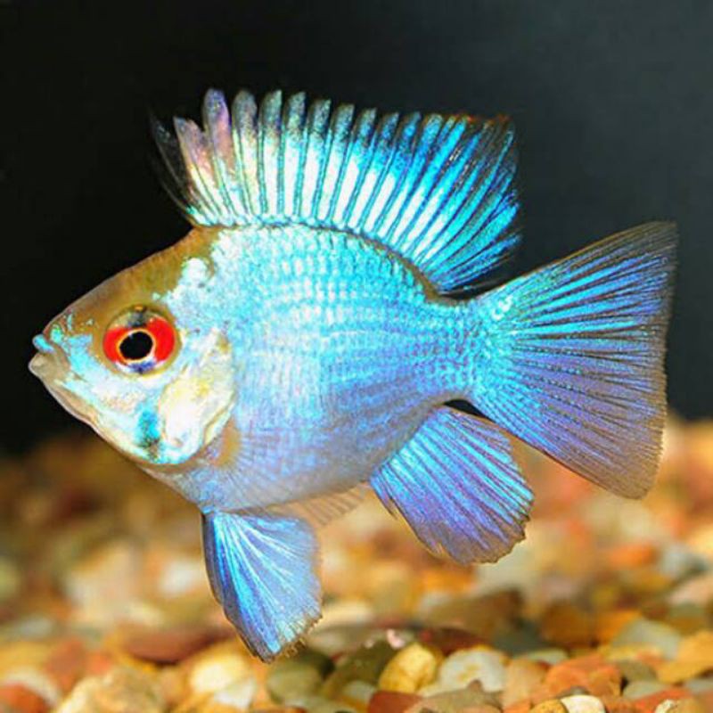ikan hias ramirezi blue elektik