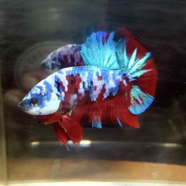 

ikan cupang koi galaxy grade