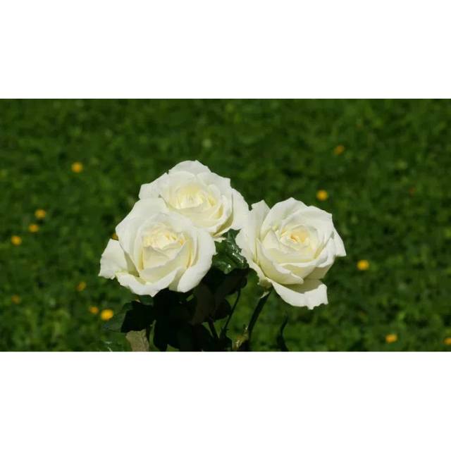 BIBIT BUNGA MAWAR PUTIH