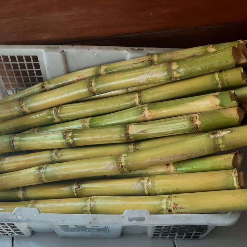 

tebu ijo asli kediri