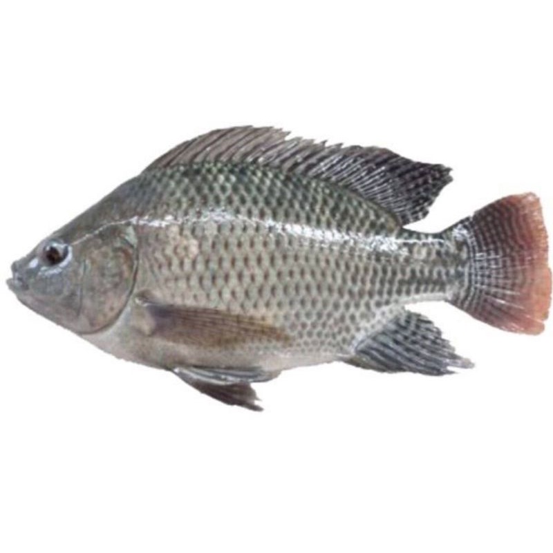 

Ikan mujair freh surga kebutuhan ku