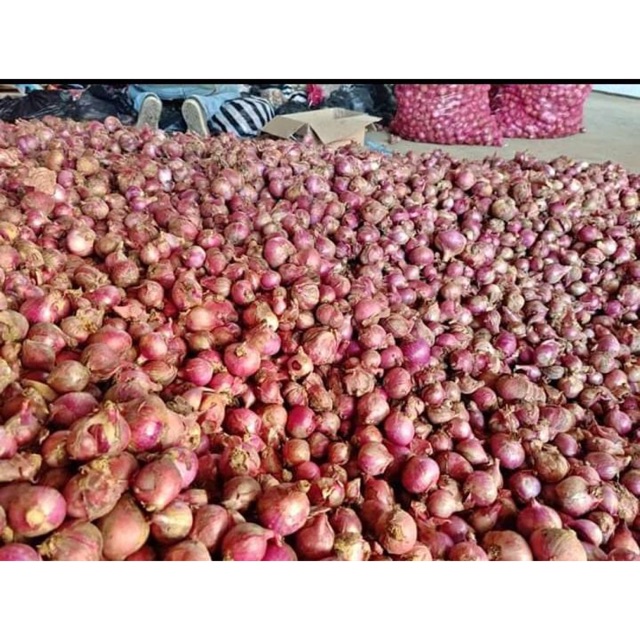 

Bawang Merah Karet Kering Besar