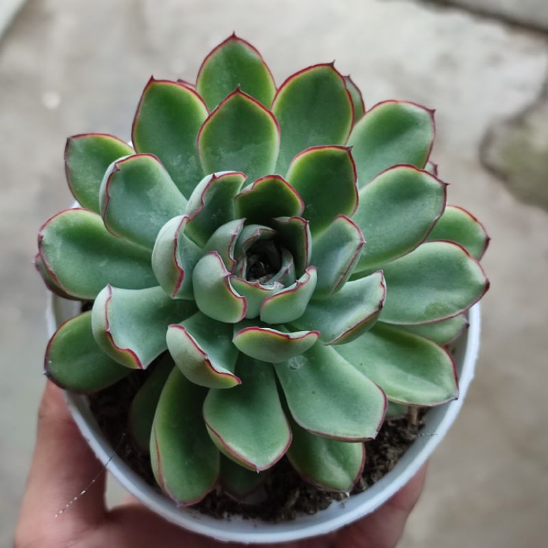 Echeveria pulidonis/Echeveria lipstick