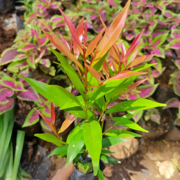 PROMO PROMO paket 10 bibit pucuk merah - bibit pucuk merah - pucuk merah