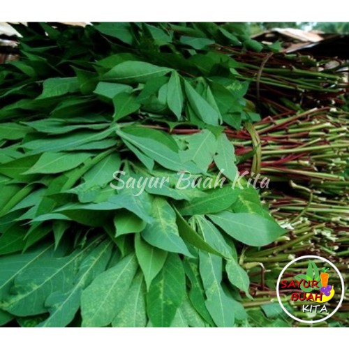 

Daun Singkong Segar Per ikat