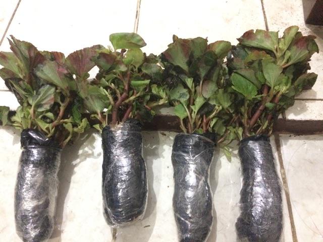 Tanaman Hias Begonia Hijau Bunga Merah