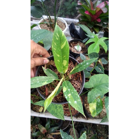 philodendron ring of fire