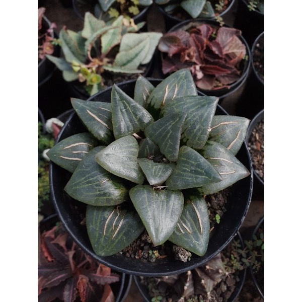 haworthia bayeri
