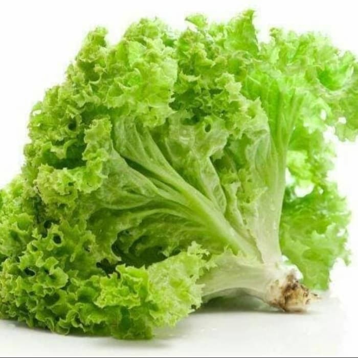 

Selada Hijau Keriting Sayur Segar