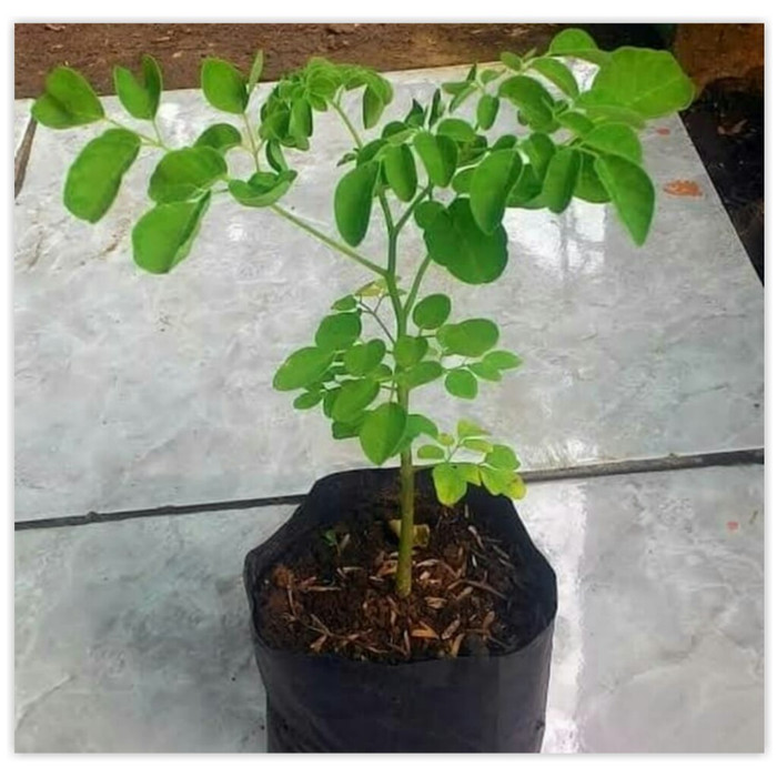 bibit pohon kelor - TANAMAN HIAS HIDUP