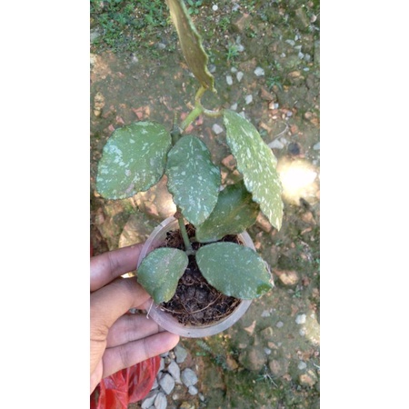 hoya waymaniae splash