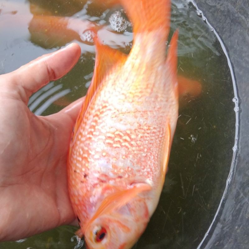 sepaket indukan ikan nila merah bibit ikan