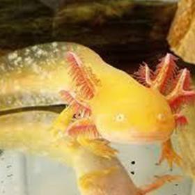 Harga Ikan Axolotl Salamander Terbaru Mei 21 Biggo Indonesia