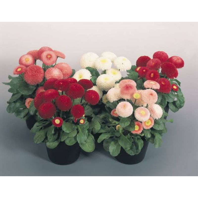 

bellis parennis tasso mixed