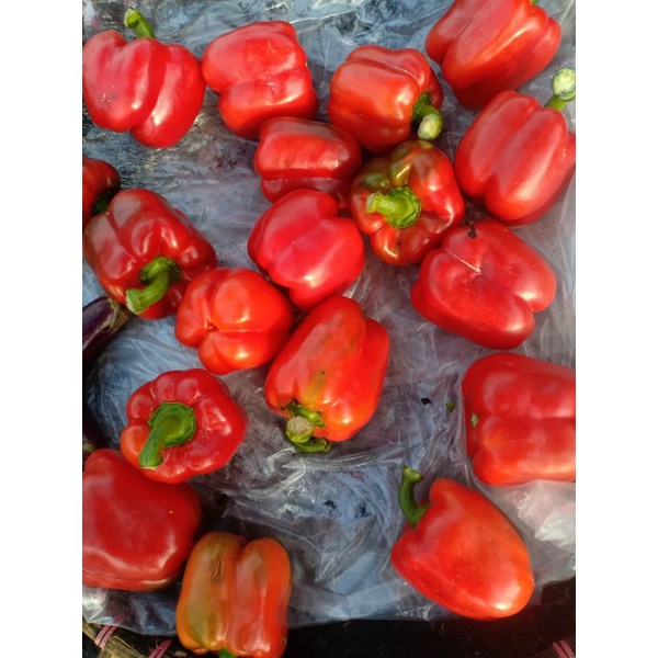 

Paprika Merah Grade A