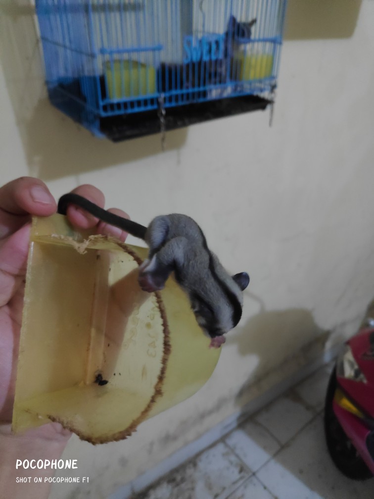 Skat Ikan Cupang Atau Pemisah Toples