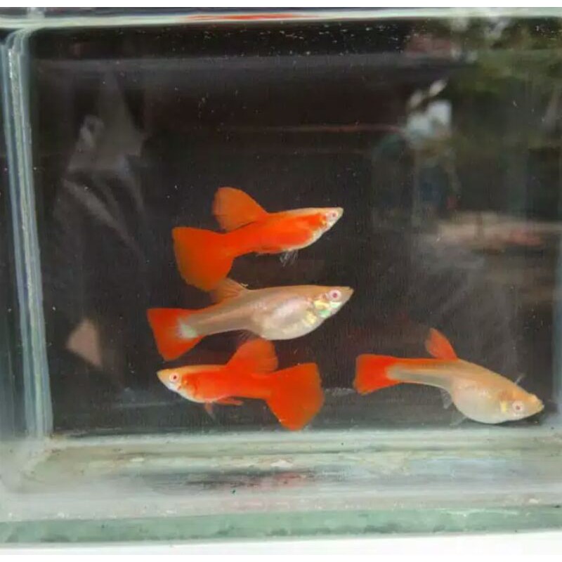 Ikan hias Guppy Afr albino/pasangan